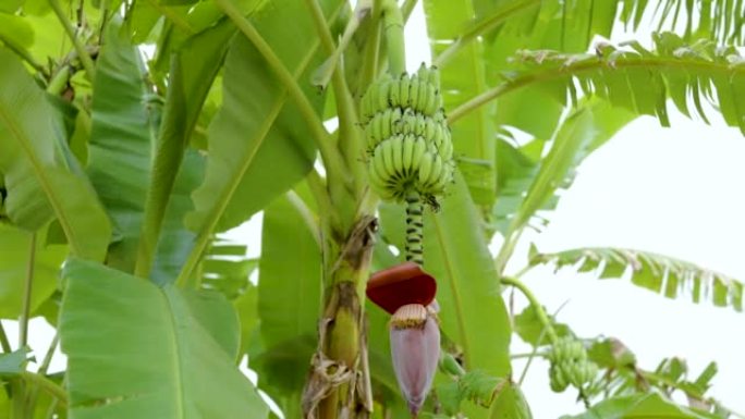 4K，香蕉树的许多果实都在绿树上等待成熟，尚未准备好收获。大香蕉叶覆盖了许多香蕉植物。