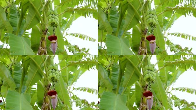 4K，香蕉树的许多果实都在绿树上等待成熟，尚未准备好收获。大香蕉叶覆盖了许多香蕉植物。