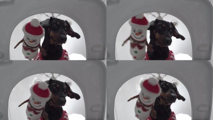 顽皮的腊肠狗站在一个开放的马桶上，从上到下往下看，似乎正在用雪人形状的毛绒玩具洗马桶，从里面看