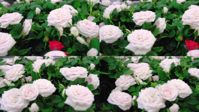 在货架上的花店中交付白色盆栽玫瑰。一种家养植物是花开花落的灌木