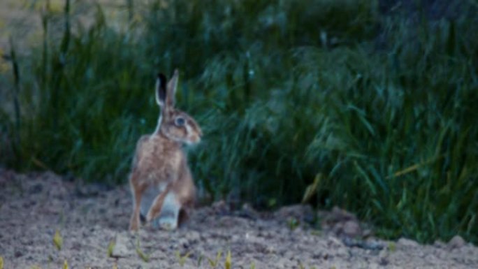 在道路上奔跑的野兔的详细照片