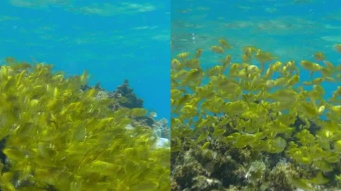 垂直视频: 浅水中的大量幼鱼金兔鱼在阳光照射下在珊瑚礁上游泳。珊瑚礁上方的诱饵球。兔科