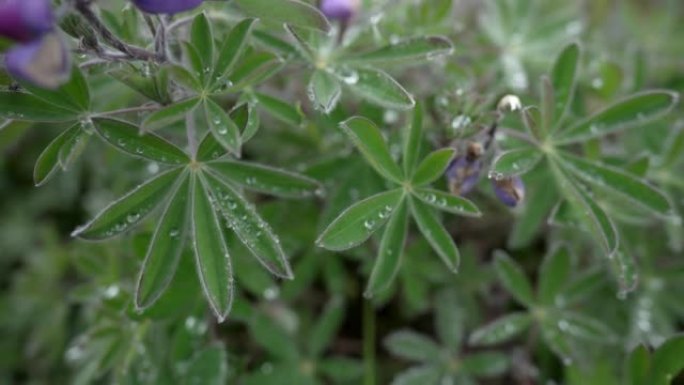 树叶上的雨滴鲜花盛开春天夏天野花飘香