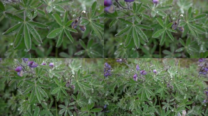 树叶上的雨滴鲜花盛开春天夏天野花飘香