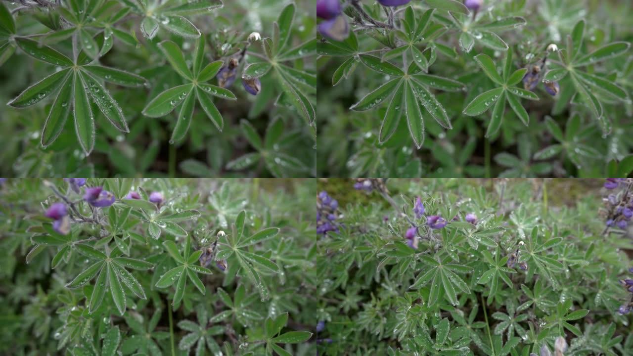 树叶上的雨滴鲜花盛开春天夏天野花飘香