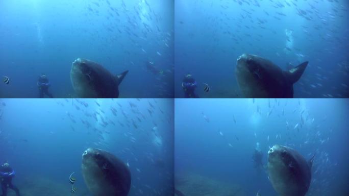 海洋翻车鱼 (mola-mola) 与潜水员