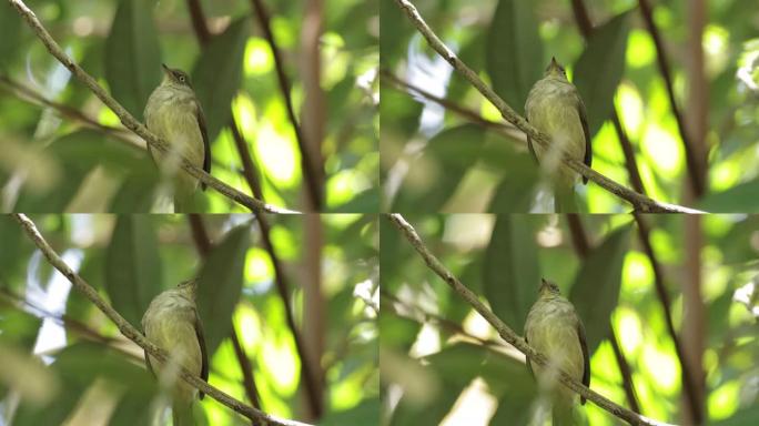 奶油通风的Bulbul，新加坡