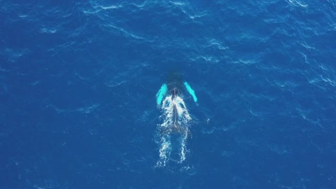 空中无人机俯视海洋中的鲸鱼