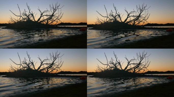 湖边边那棵枯死的裸树的剪影