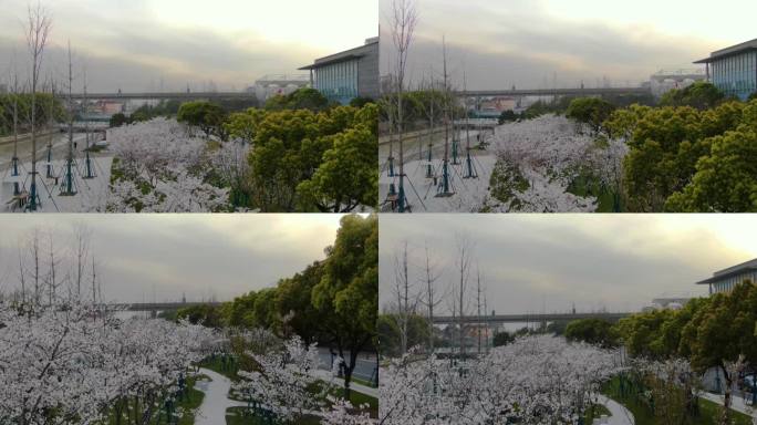 城市公园樱花园白色樱花