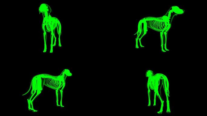 股二头肌狗肌肉解剖医学概念3D动画绿色哑光