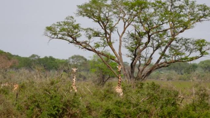 非洲相思灌木丛中的长颈鹿