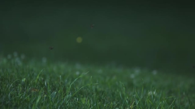 萤火虫在天黑之前徘徊在草附近