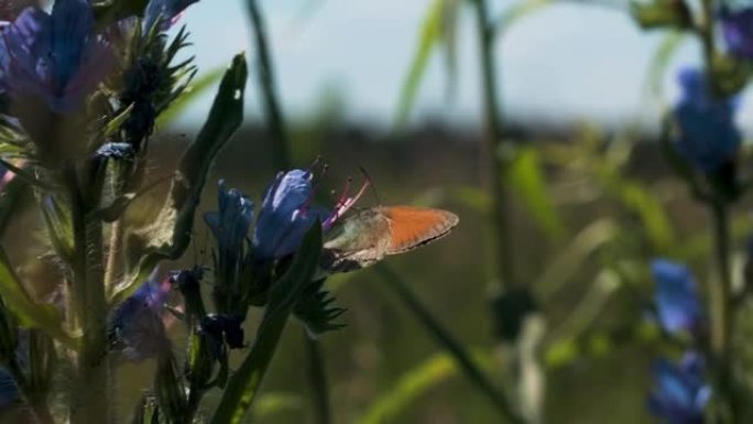 小蝴蝶坐在花蕾上的特写镜头。创意。夏季景观，绿色盛开的草地和小昆虫坐在花上