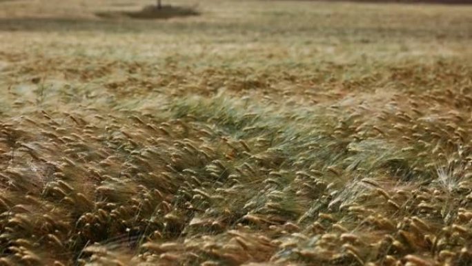 夏季晴天的麦粒田种植培育