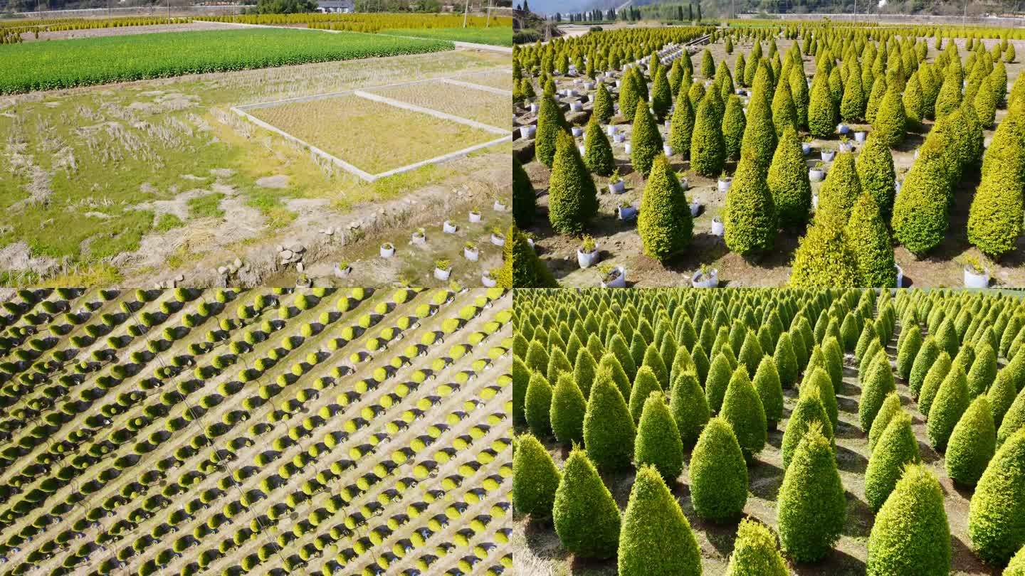 人工种植绿色植物景观树航拍4K圣诞树状