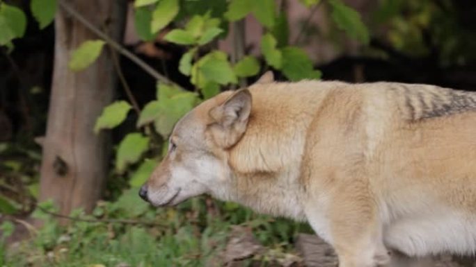 狼 (Canis lupus)，也称为灰狼，是犬科最大的现存成员。狼是狗家族中最大的野生成员。