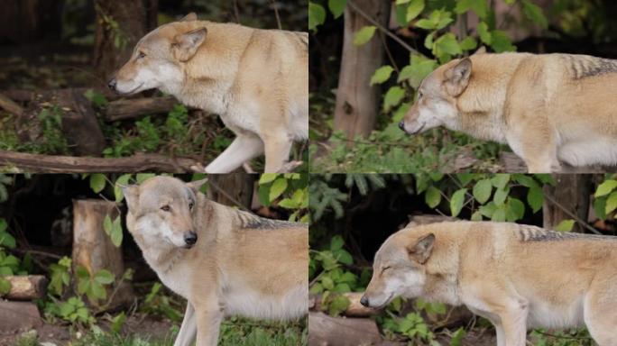 狼 (Canis lupus)，也称为灰狼，是犬科最大的现存成员。狼是狗家族中最大的野生成员。