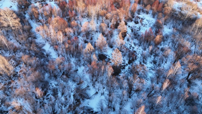 航拍夕阳照耀的雪原树林