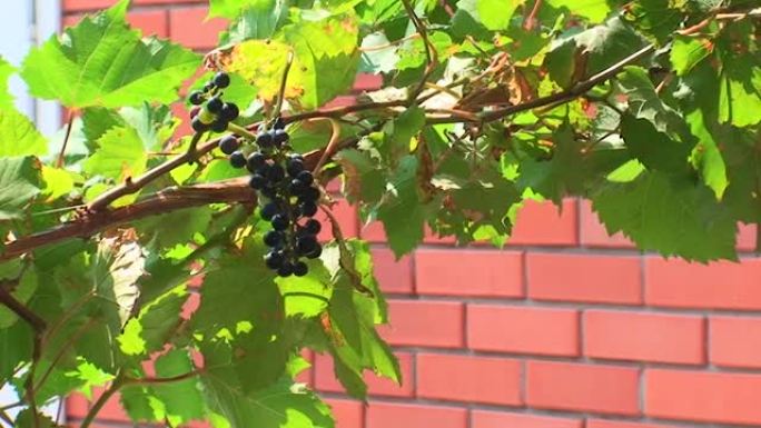 蛇岛灯塔院子里的葡萄。