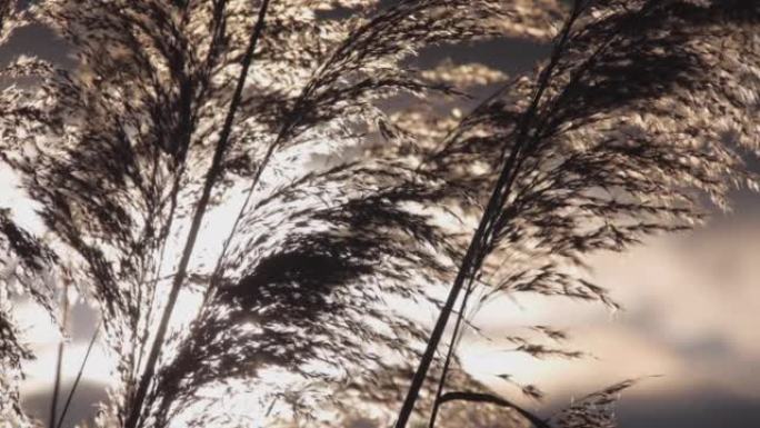 日落时，长草簇簇在风中吹动的细节镜头
