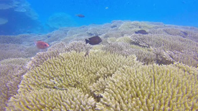 暗礁附近海洋生物的水下景观