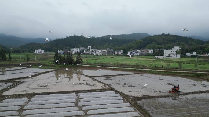 田园生态  白鹤飞翔   白鹭觅食