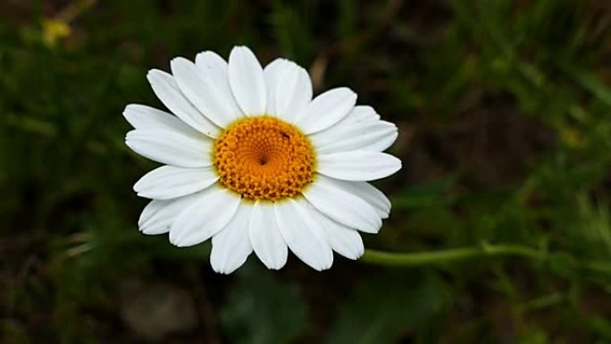 天然白色雏菊，天然洋甘菊花