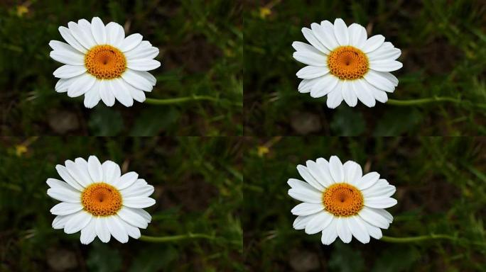 天然白色雏菊，天然洋甘菊花
