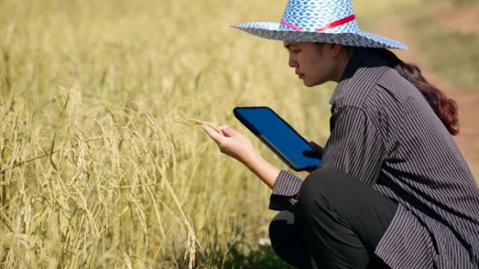稻米质量，检查收割准备情况，亚洲女性农业技术控制收割的作物产量