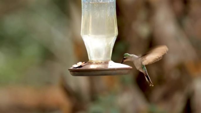 蜂鸟喂食器: 墨西哥尤卡坦州