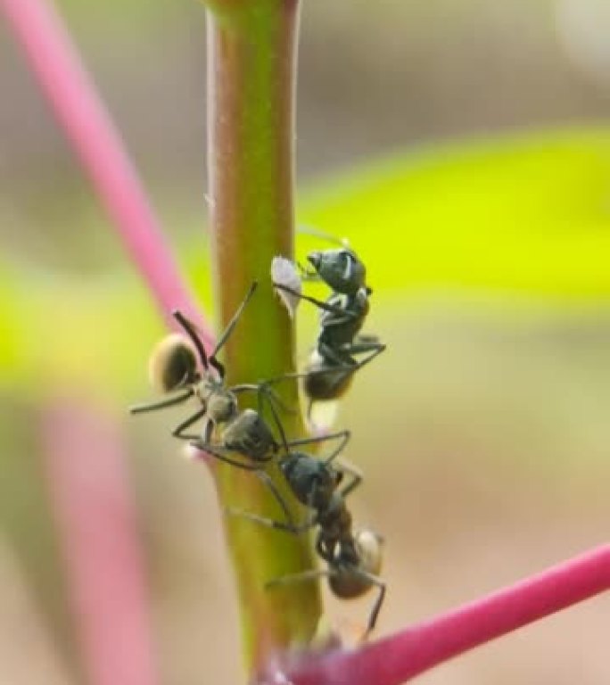 黑蚂蚁吃木薯茎上的蚜虫，微距摄影