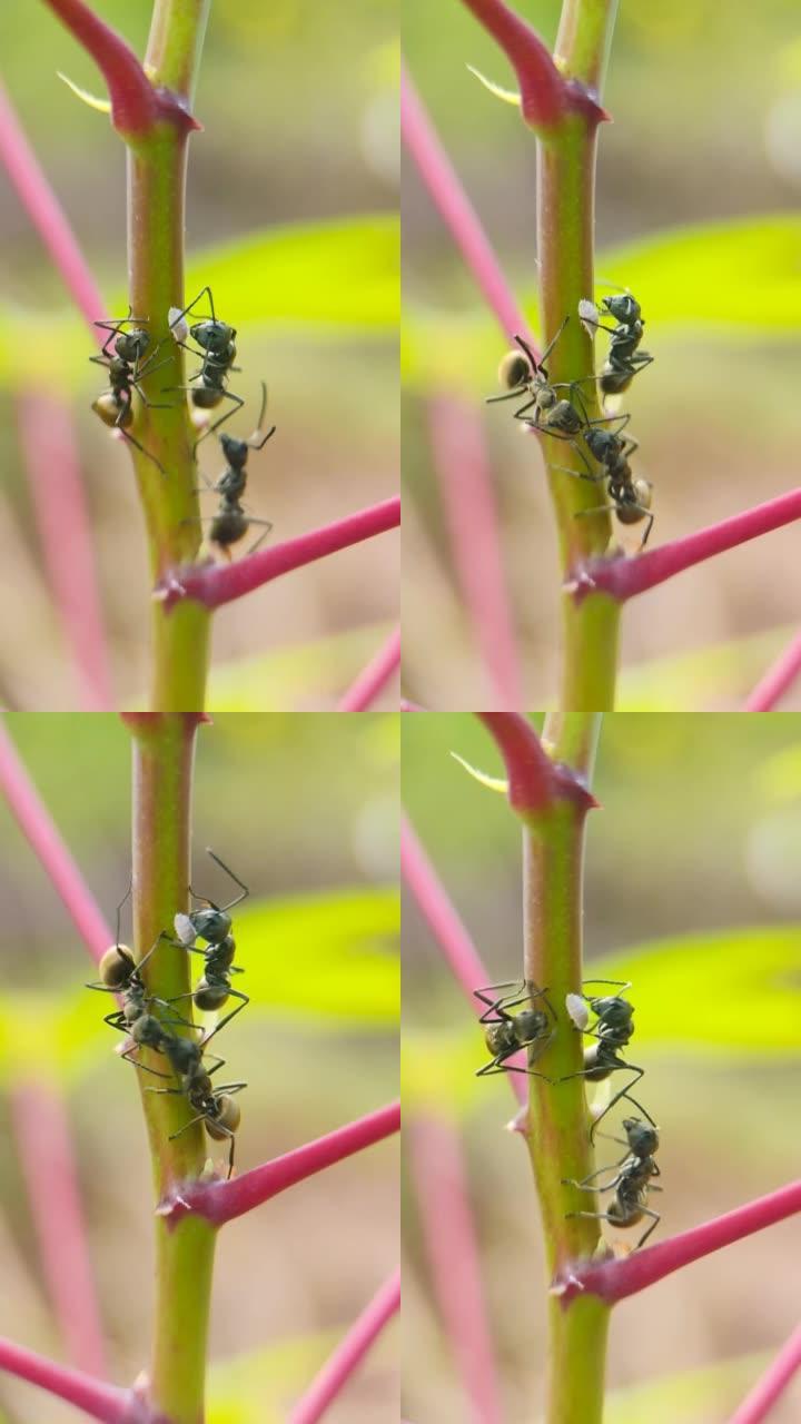 黑蚂蚁吃木薯茎上的蚜虫，微距摄影