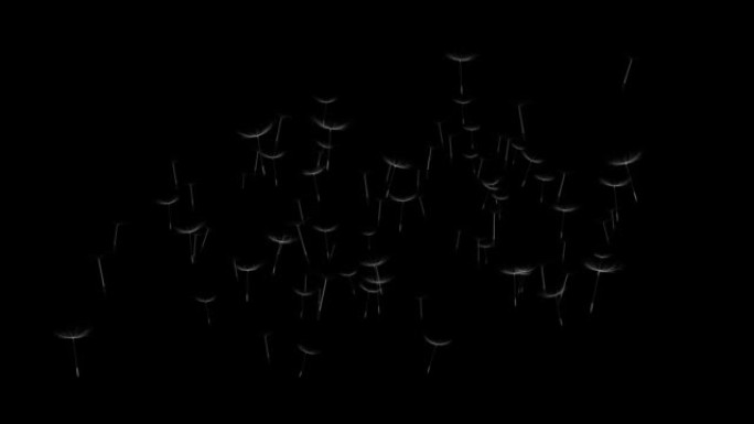 蒲公英生长的4k动画和在风环背景上吹走的种子。