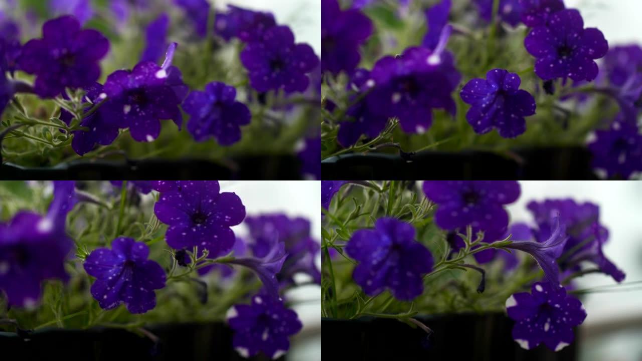 露台上的紫色矮牵牛花。高质量4k镜头