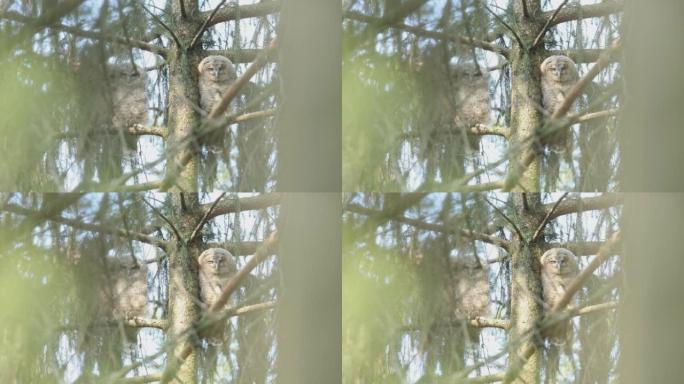 一只棕色猫头鹰坐在森林里的树上的细节照片