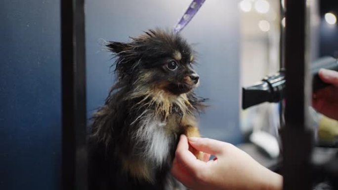 可爱的黑色波美拉尼亚斯皮茨小狗在美容沙龙里，美容师正在干燥狗的头发