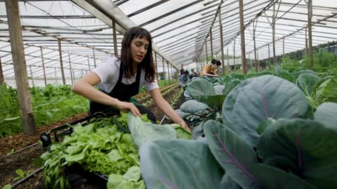 在有机农场工作的拉丁美洲妇女收获蔬菜-农业活动概念