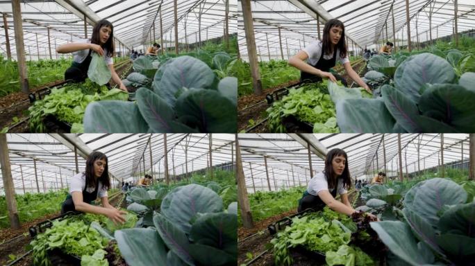 在有机农场工作的拉丁美洲妇女收获蔬菜-农业活动概念