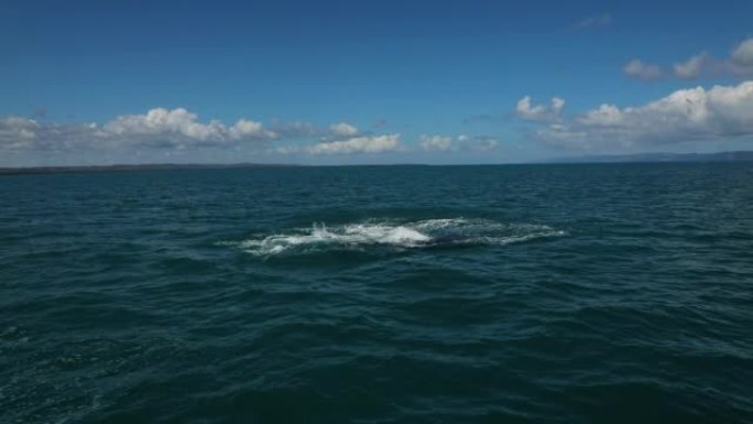 观鲸之旅-鲸鱼在多米尼加共和国的海洋中很有趣。