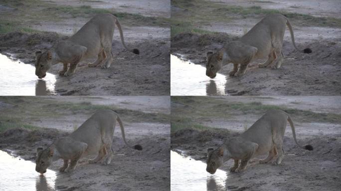一只饱腹的母狮在路边的游泳池里喝酒。