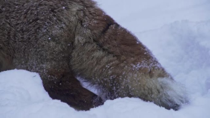 红狐狸闻到白雪皑皑的土地在寻找食物。