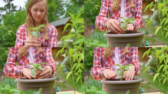 十几岁的女孩在外面的锅里种了甜椒
