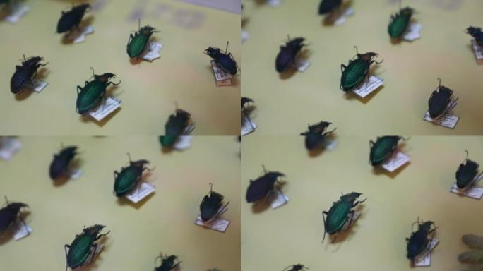 收集干燥的死甲虫，虫子不同的颜色，大小，鞘翅目。
