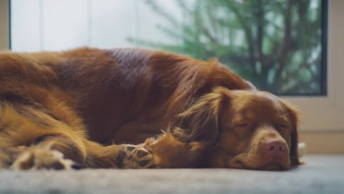 可爱的纯种新斯科舍省鸭子收费猎犬在家里。在地毯上放松