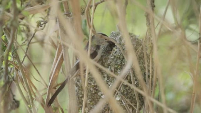 长尾山雀在巢中喂养幼仔的细节镜头