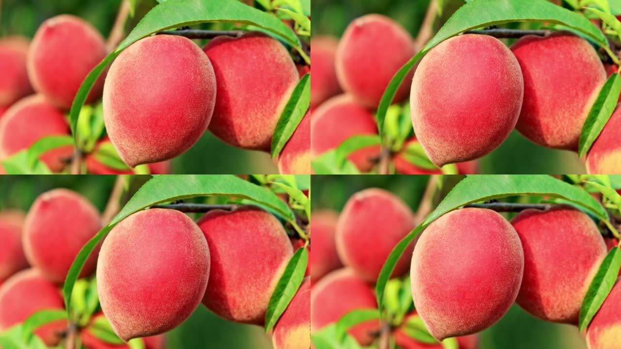 桃枝上生长的成熟桃子果实