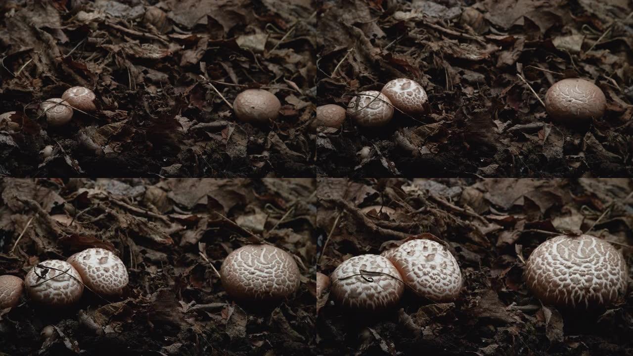 蘑菇生长的延时