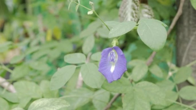 热带有机g中的蝴蝶豌豆的紫色花，绿树叶