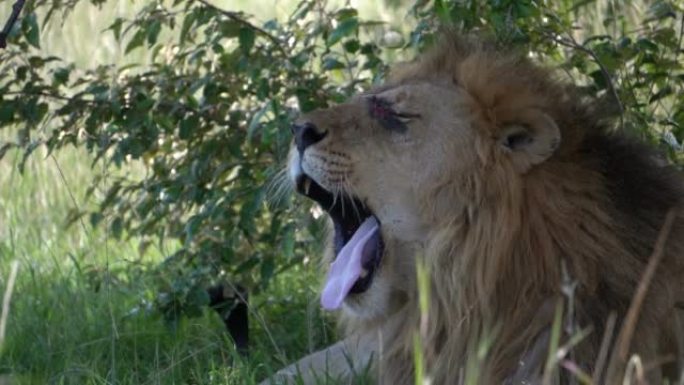 一只狮子试图从伤口上赶走苍蝇。